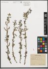 Foto von Salix purpurea L.
